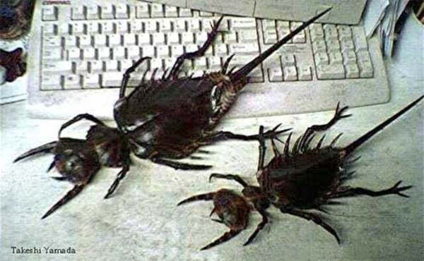 bugs.jpg
