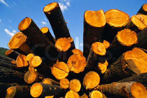logging1.jpg