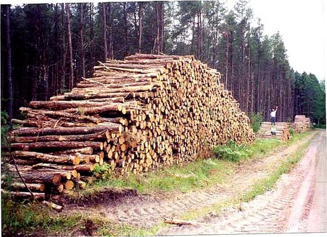 logging3.jpg
