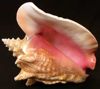 shell.jpg
