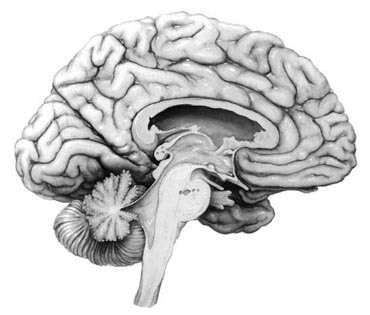 brain.jpg