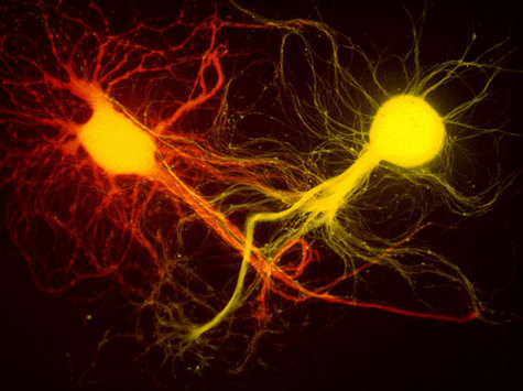 neurons.jpg