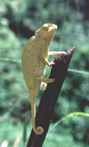 chameleon.jpg